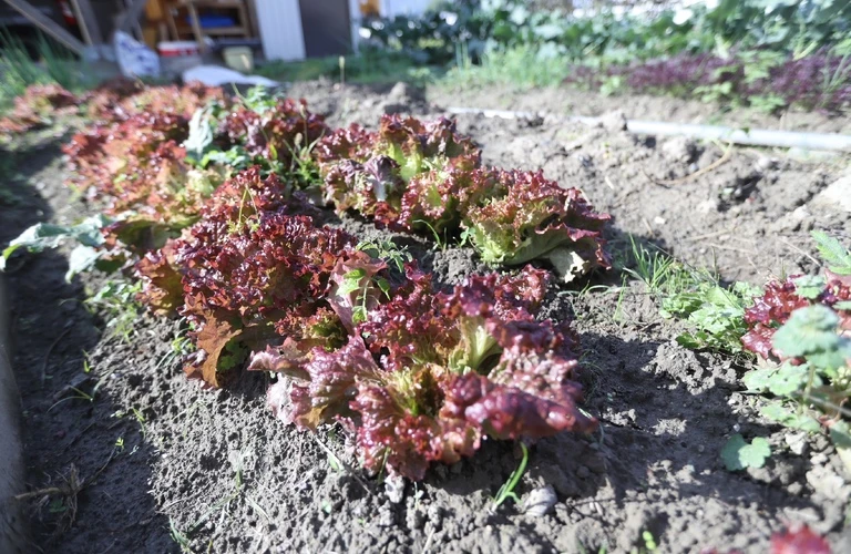 自家栽培の無農薬野菜を主に使用 | 和歌山県橋本市のランチならJaya Cafe